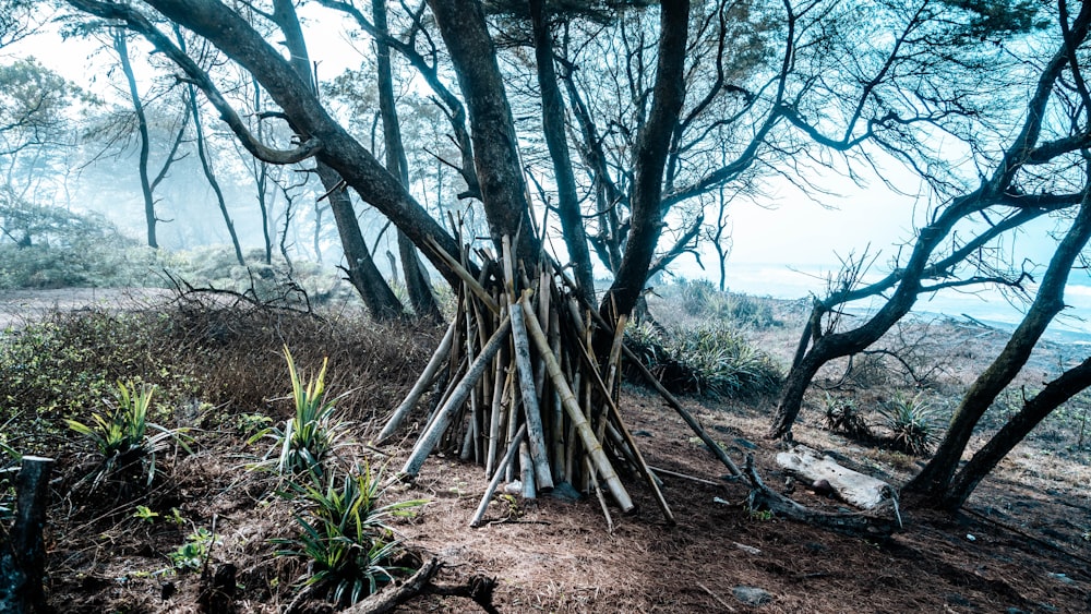 a pile of sticks sitting in the middle of a forest