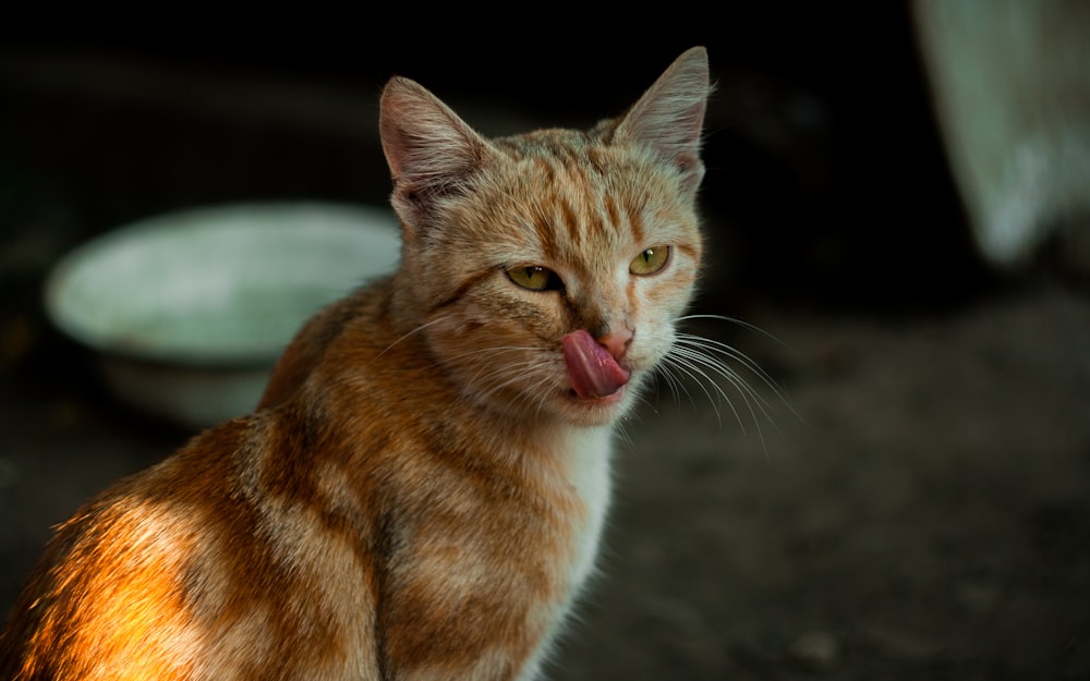 Eine Nahaufnahme einer Katze mit herausgestreckter Zunge