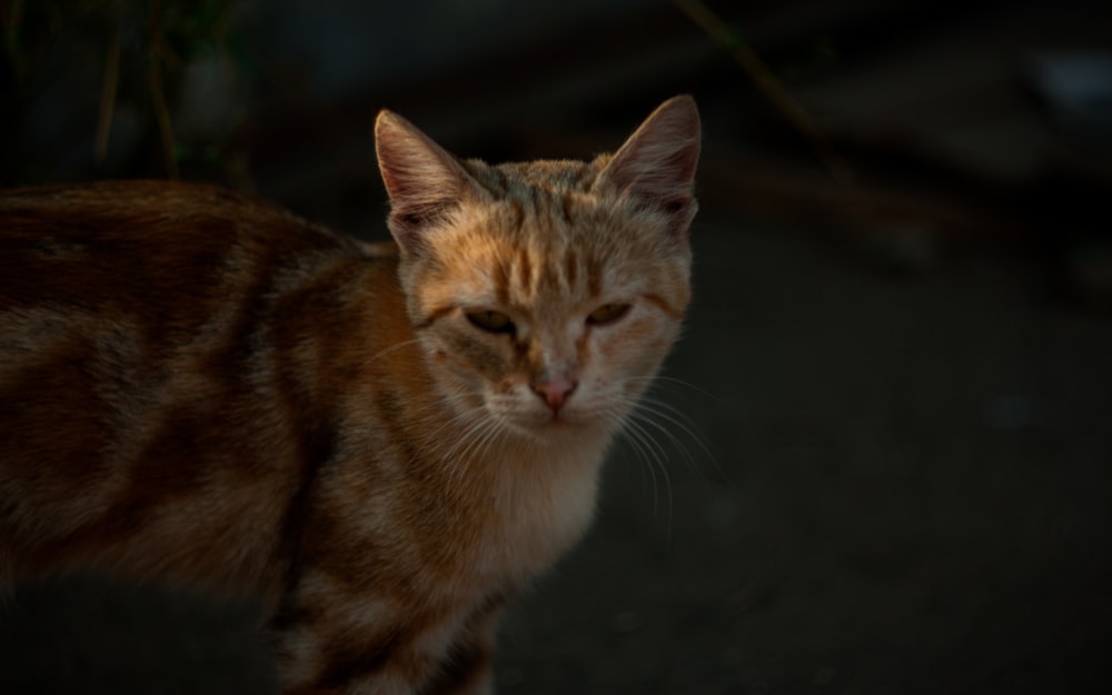 un primo piano di un gatto con uno sfondo scuro