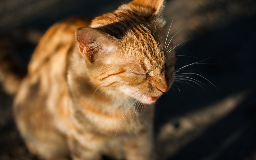 a close up of a cat with its eyes closed