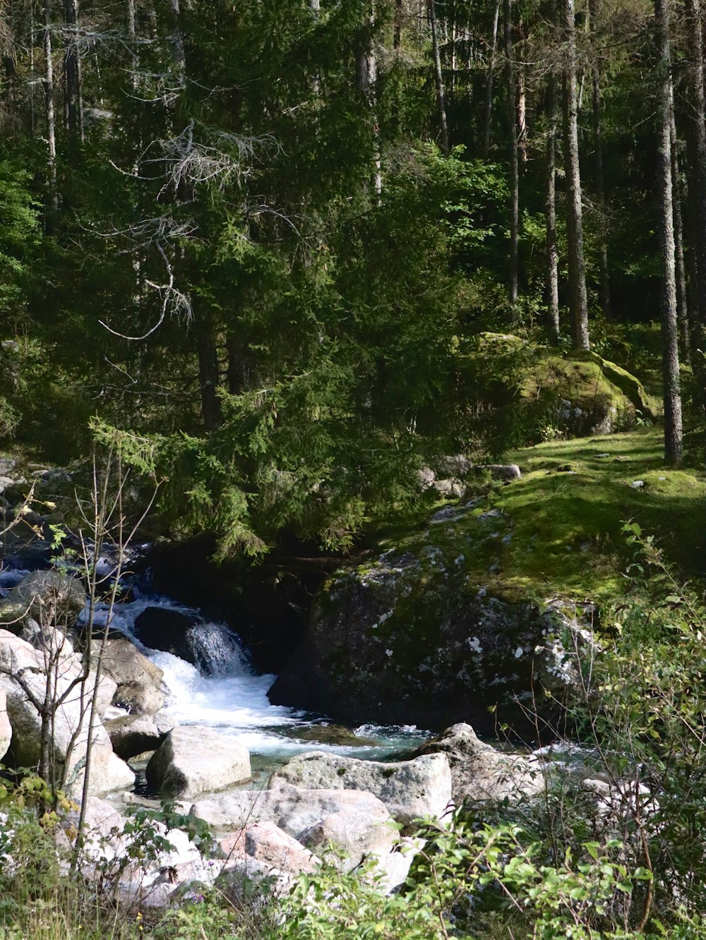 a stream running through a lush green forest