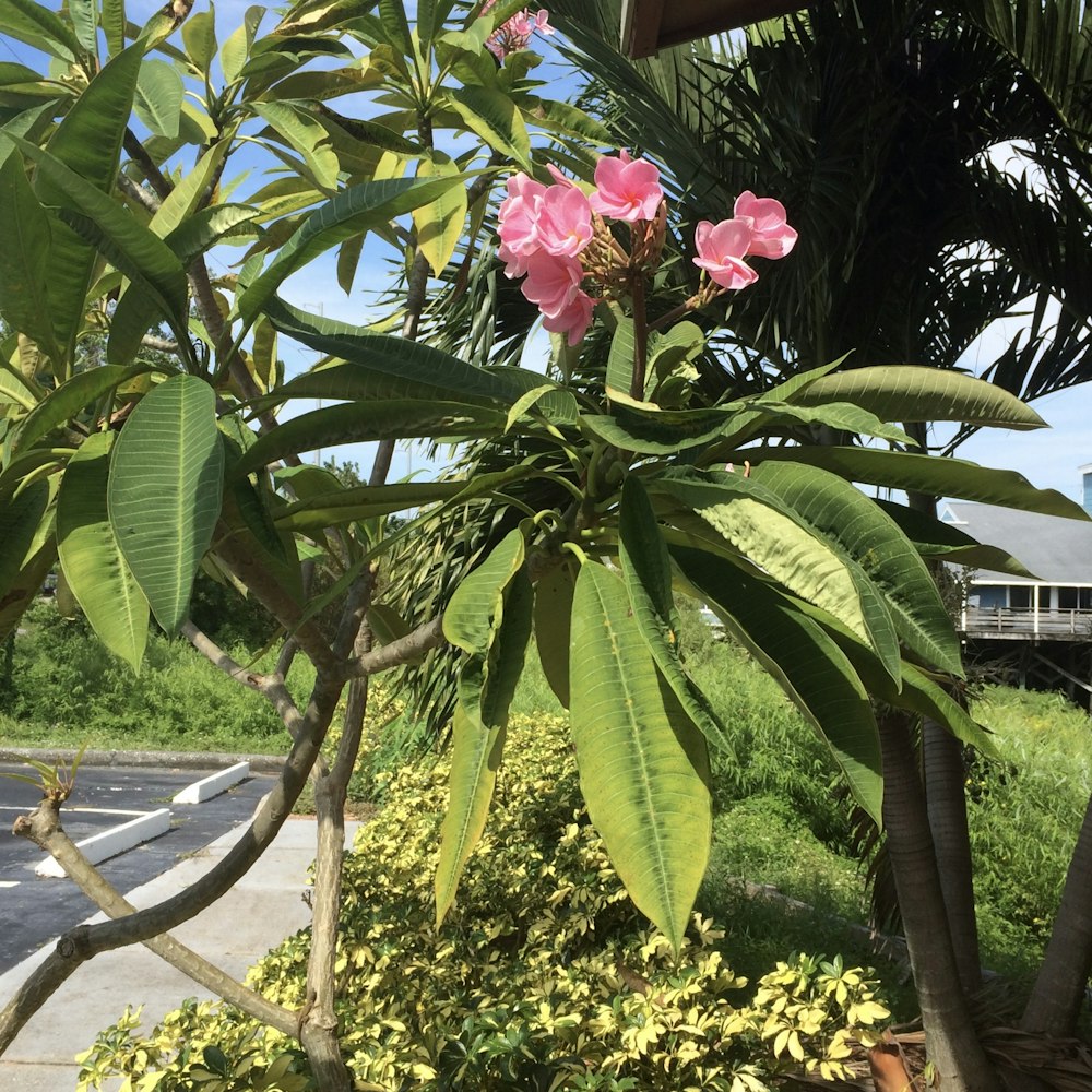 some pink flowers are growing on a tree