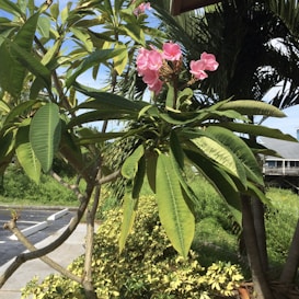 A cluster of pink flowers surrounded by lush green leaves is prominently featured with a mixture of various greenery and trees in the background. The scene also includes a paved area with parking blocks and yellowish shrubs, possibly indicating a landscaped garden or park setting.