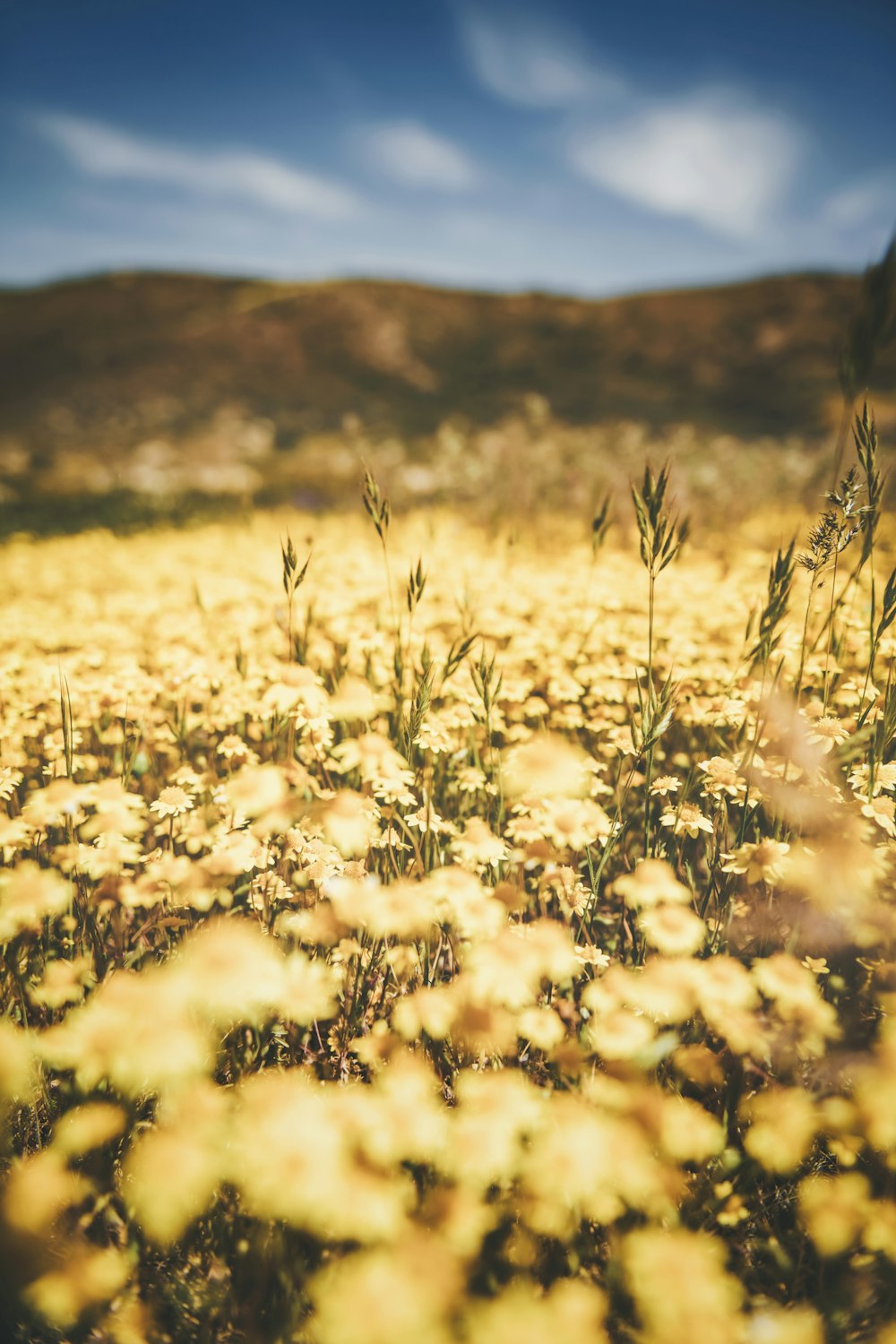 a field full of yellow flowers under a blue sky