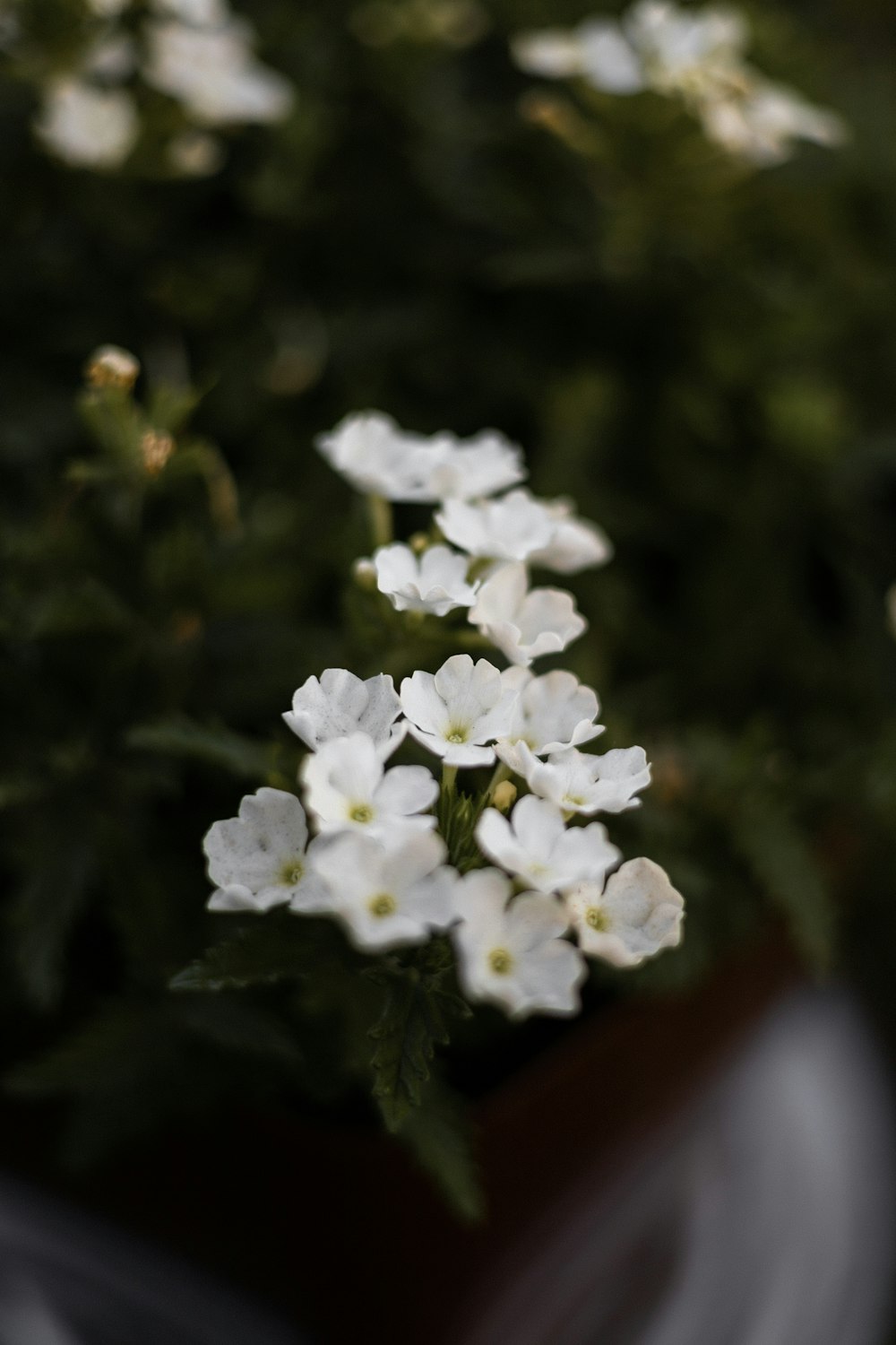 pequeñas flores blancas en una maceta sobre una mesa