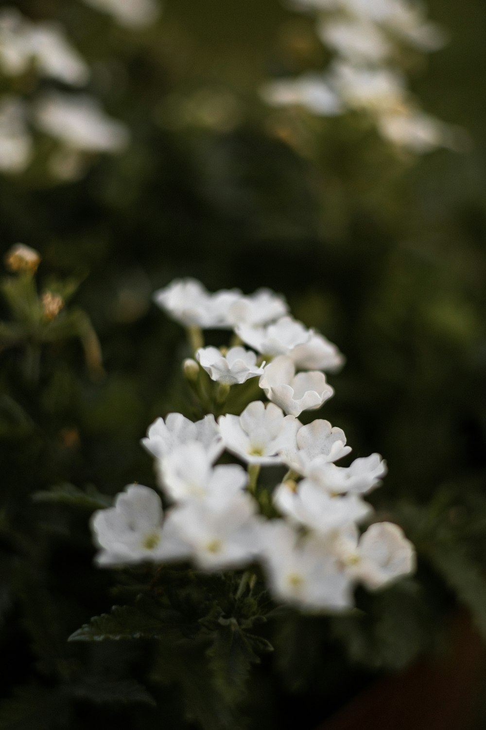 ein Strauß weißer Blumen, die sich in einem Topf befinden
