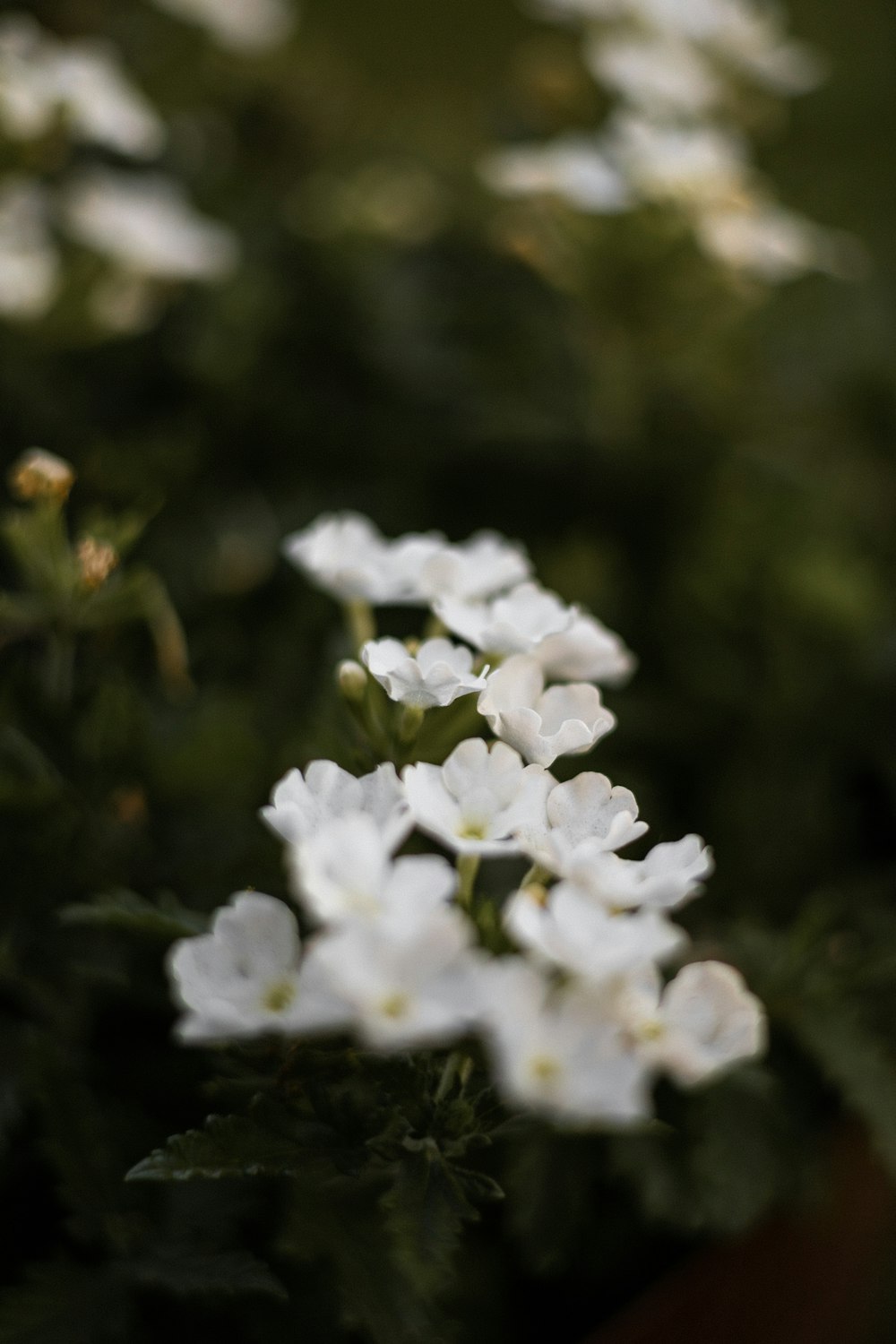 a bunch of white flowers that are in a pot