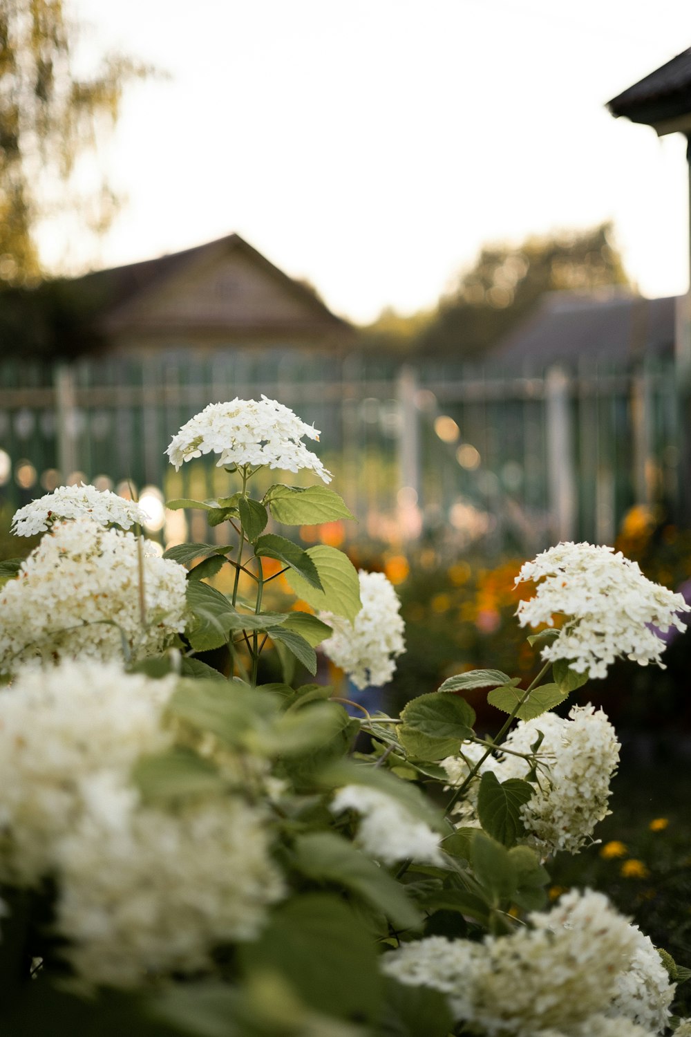 a bunch of white flowers in a garden