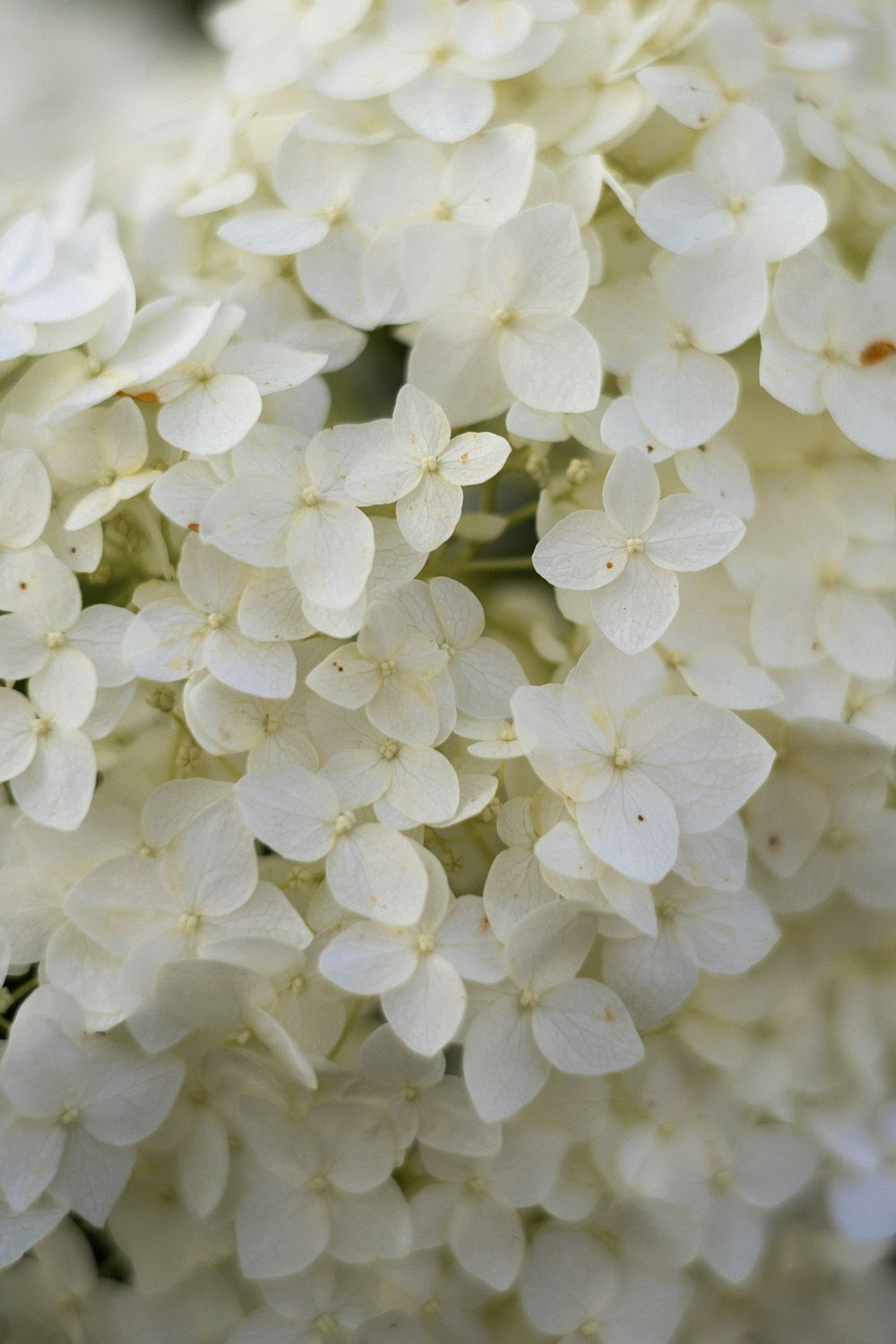 a close up of white flowers on a tree