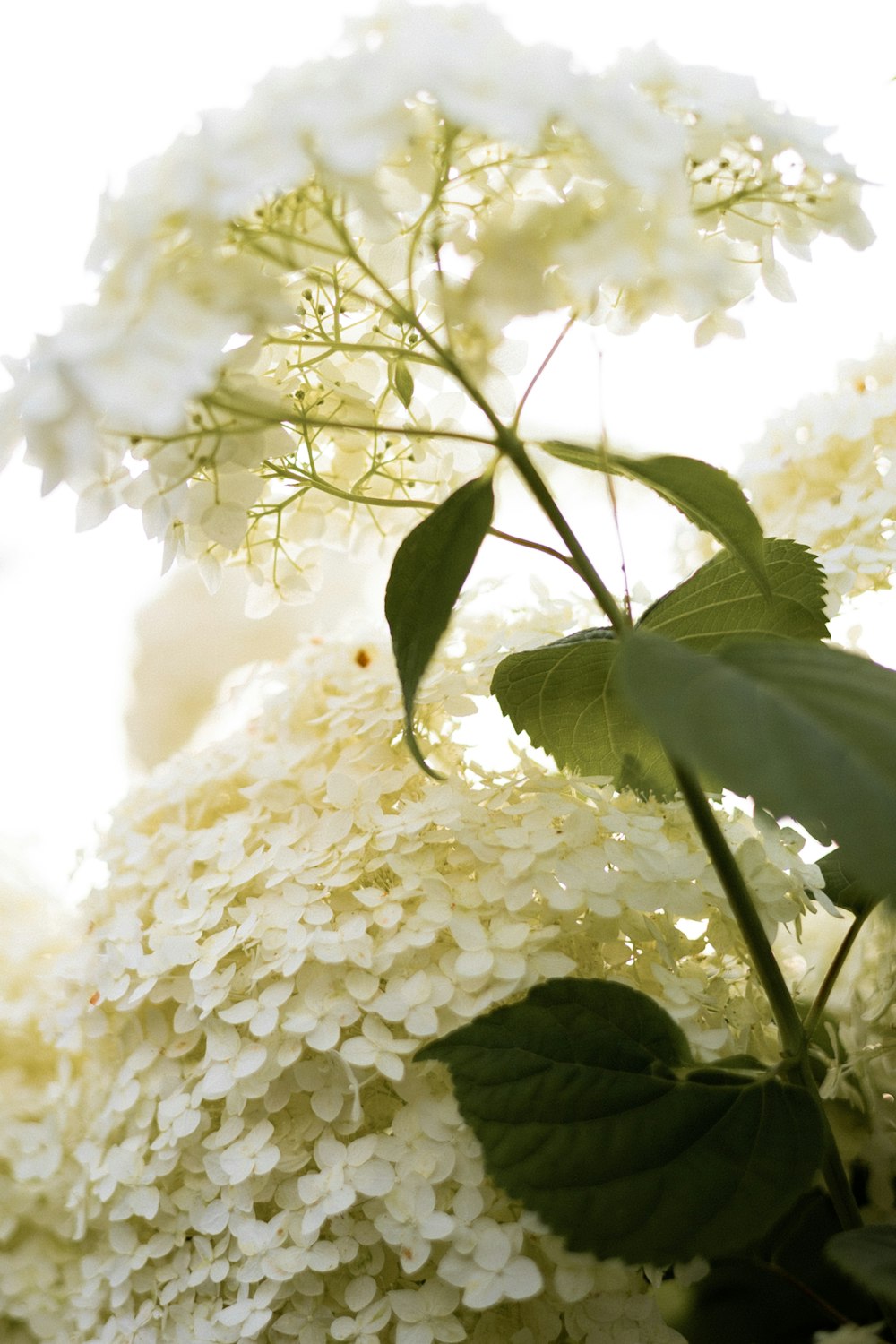 a close up of white flowers with green leaves