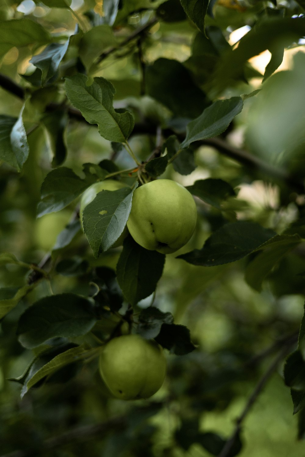 a tree filled with lots of green apples