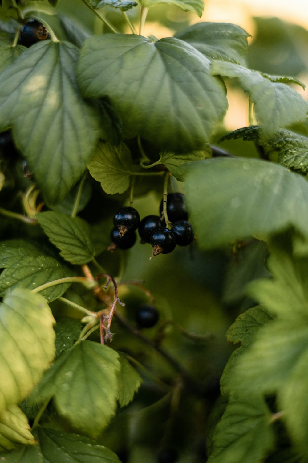 a close up of some black berries on a tree