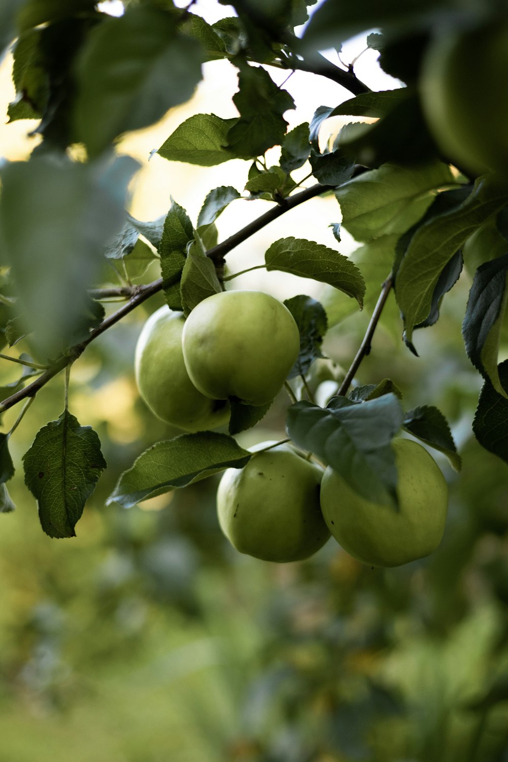 a bunch of green apples hanging from a tree