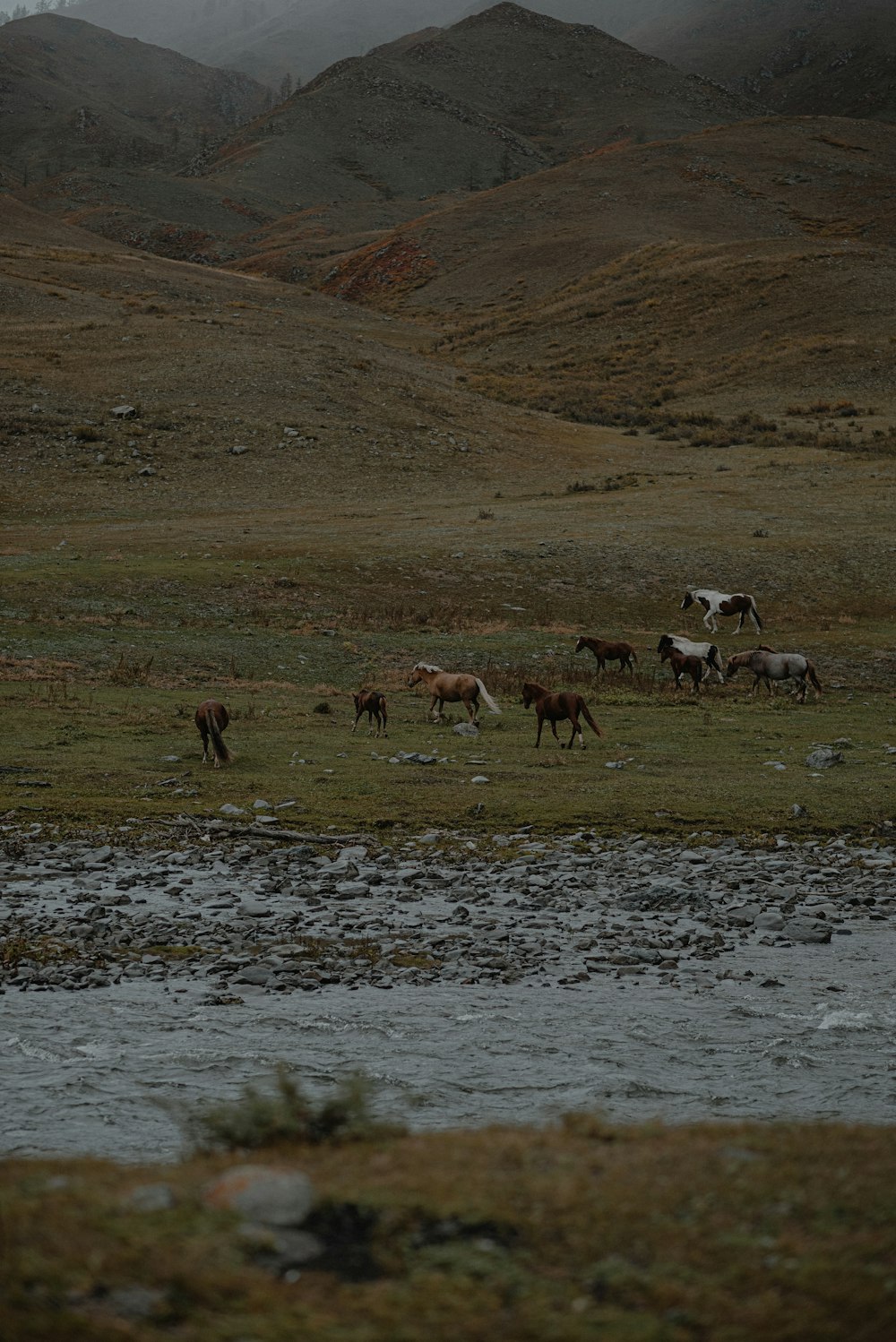 a herd of horses grazing on a lush green hillside