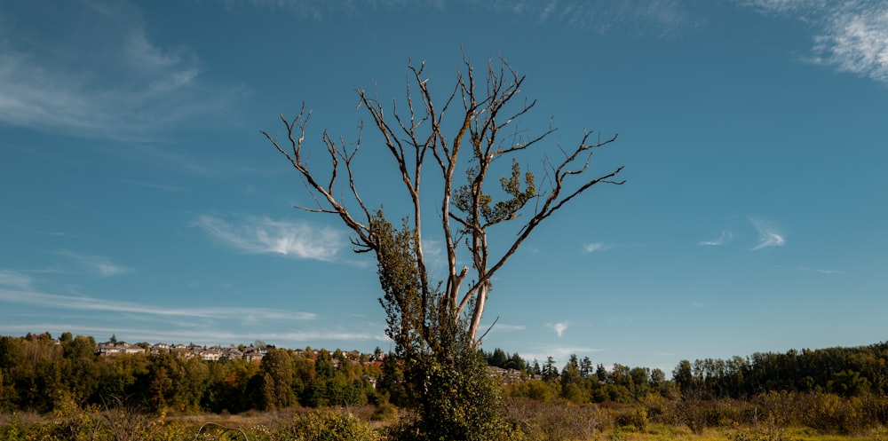 a dead tree in a field with a blue sky in the background