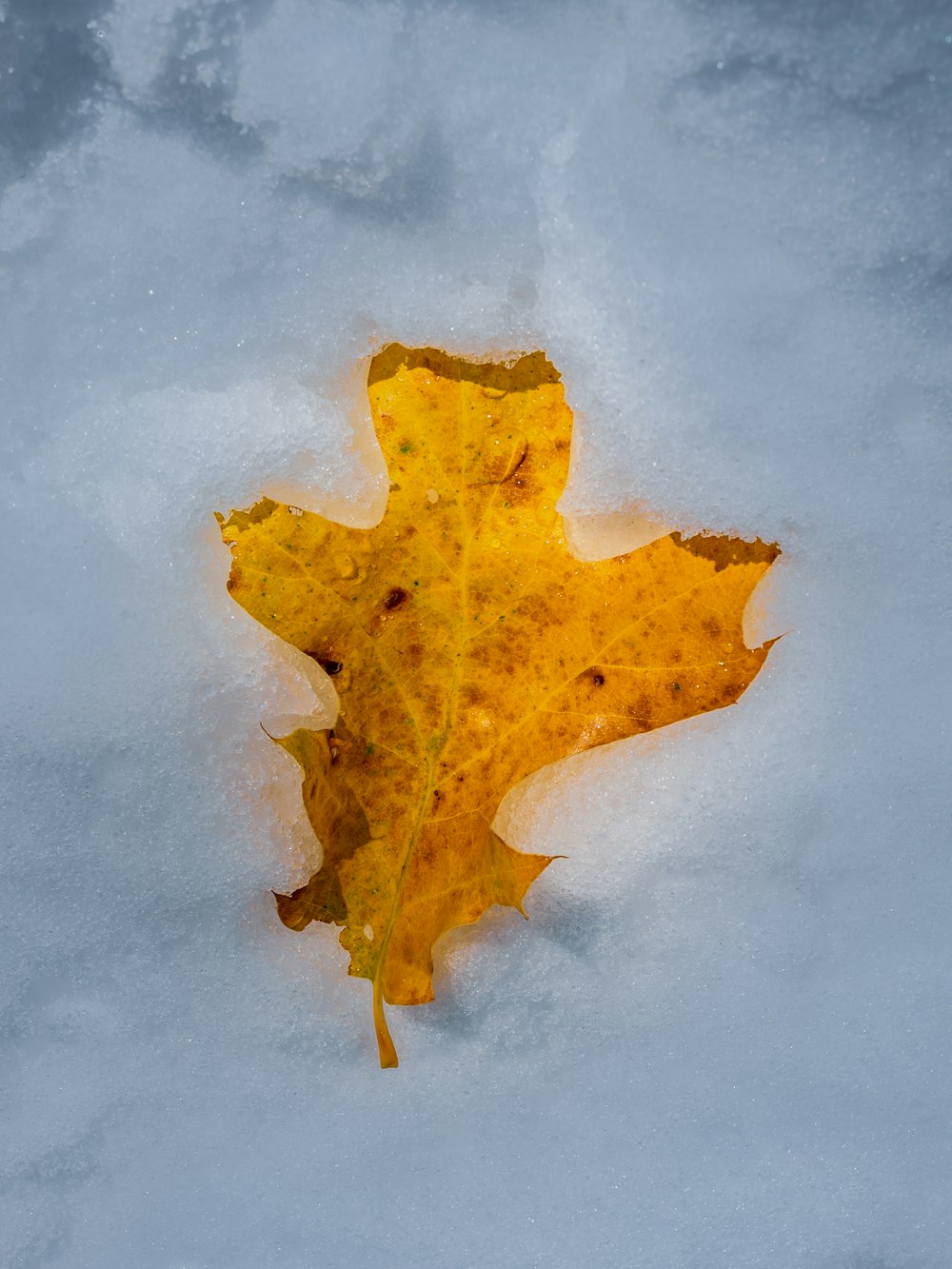 a yellow leaf laying in the snow