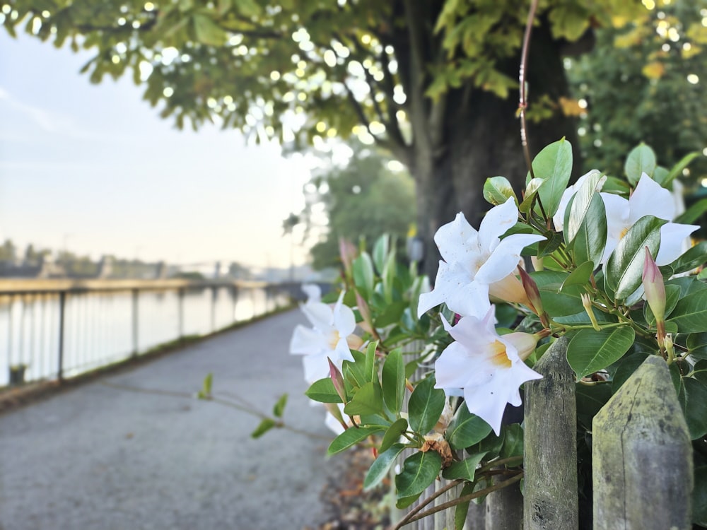 white flowers are growing on a fence near a body of water