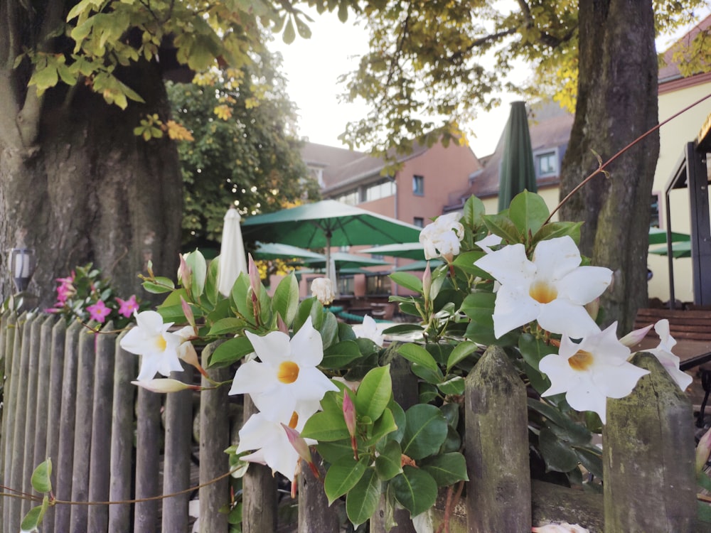 some white flowers are growing on a fence