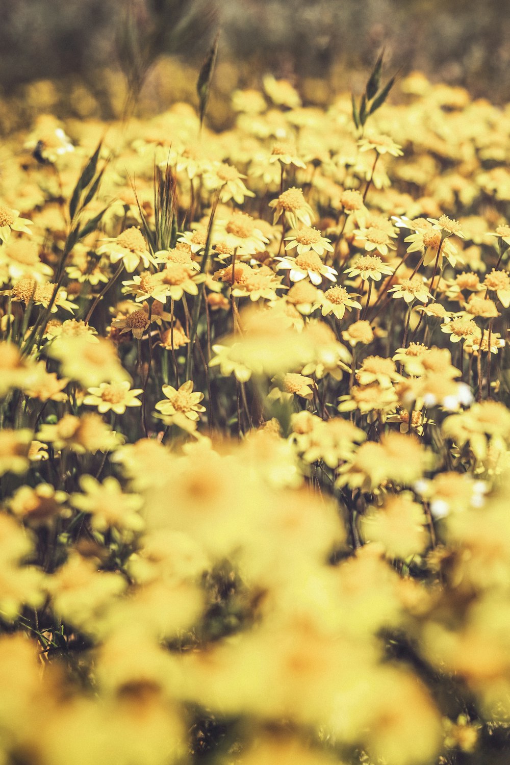 a bunch of yellow flowers that are in the grass