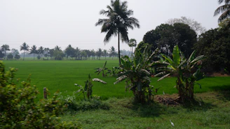 A vibrant agricultural landscape showing vanilla and tobacco plants under natural sunlight in East Java.