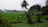 A lush green landscape with a wide expanse of rice fields stretching into the distance. Tall palm trees and banana plants are interspersed throughout the scene, with more trees lining the horizon. The sky is overcast, creating a soft, muted lighting that covers the area.