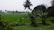 A lush green landscape with a wide expanse of rice fields stretching into the distance. Tall palm trees and banana plants are interspersed throughout the scene, with more trees lining the horizon. The sky is overcast, creating a soft, muted lighting that covers the area.