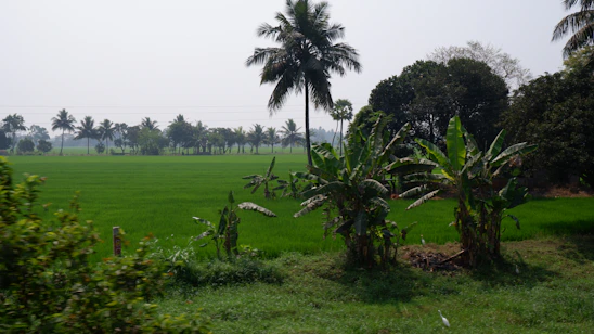 A vibrant agricultural landscape showing vanilla and tobacco plants under natural sunlight in East Java.