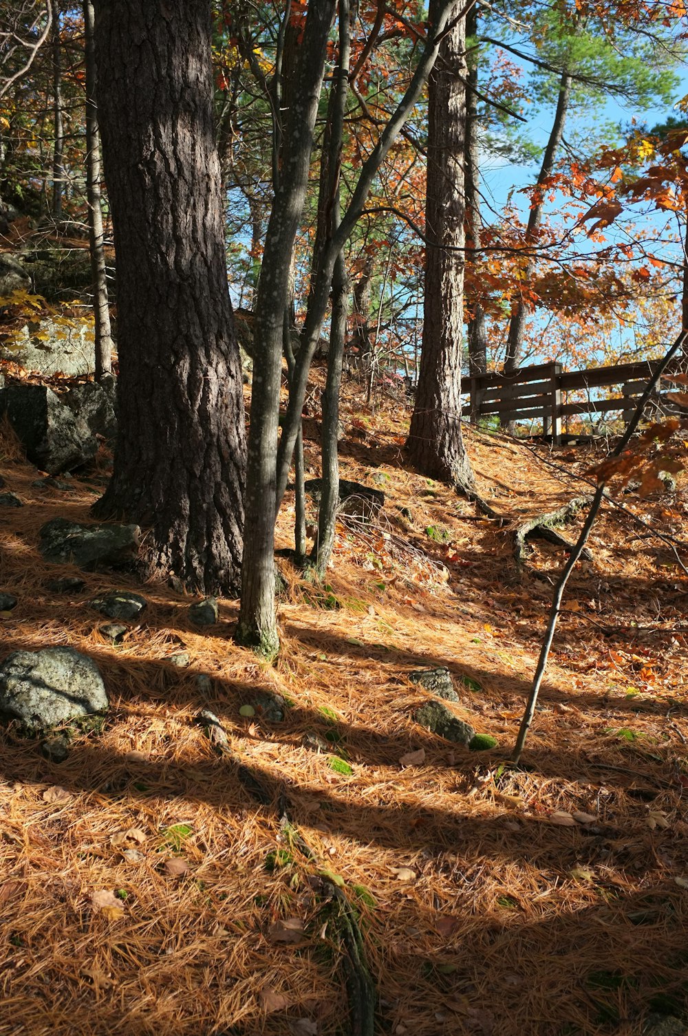 a wooden bench sitting in the middle of a forest