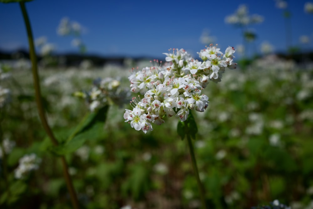 a field full of white flowers with a blue sky in the background