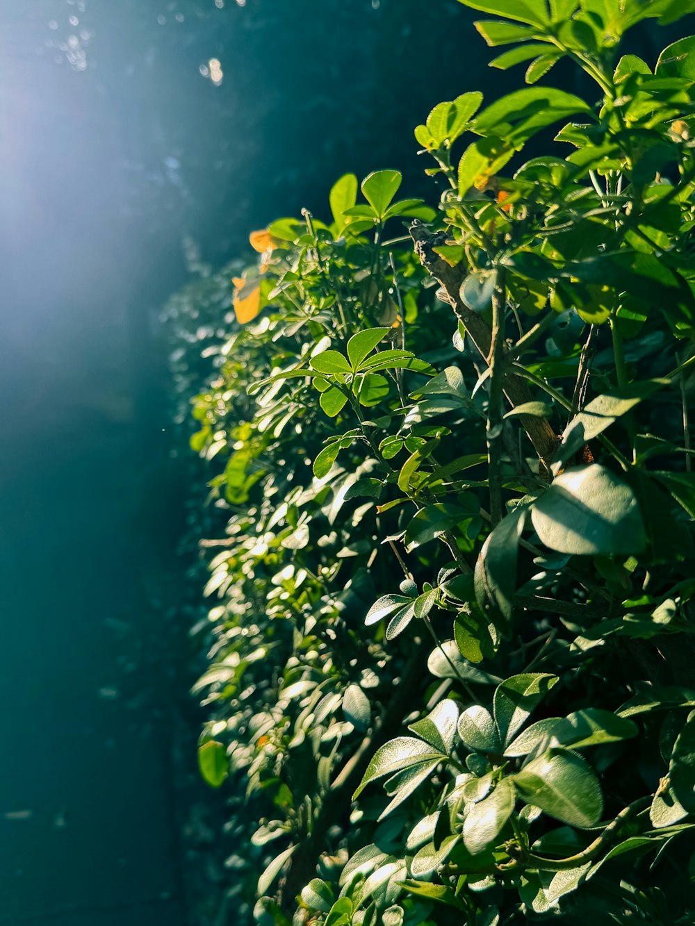 a wall of green plants with the sun shining in the background