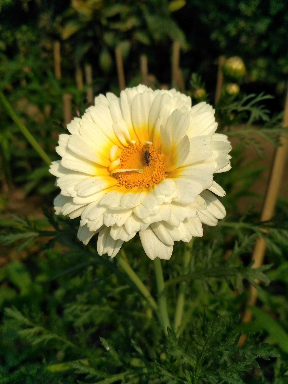a white and yellow flower with a bee on it