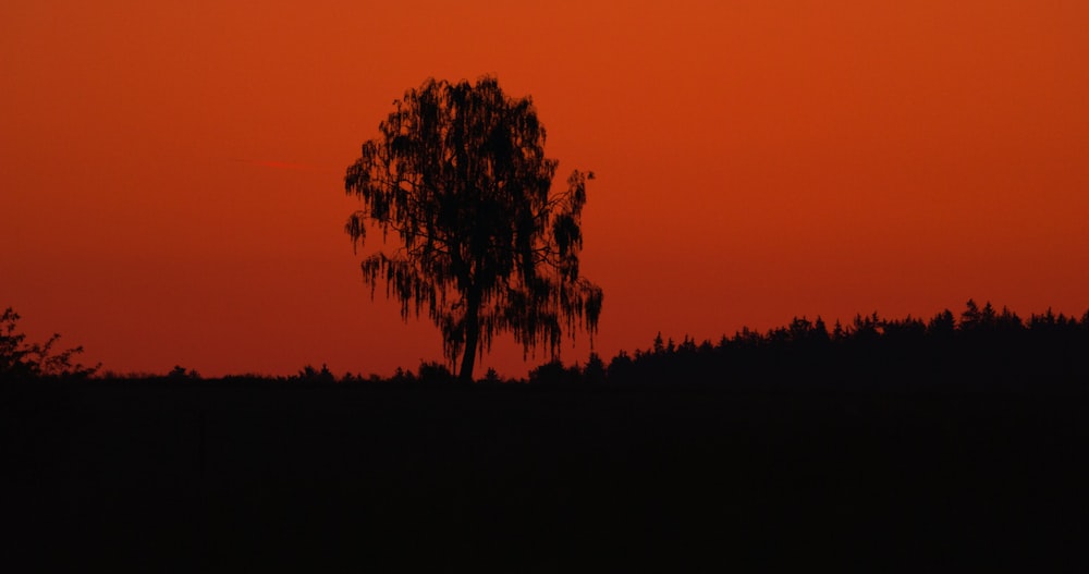 a lone tree is silhouetted against an orange sky