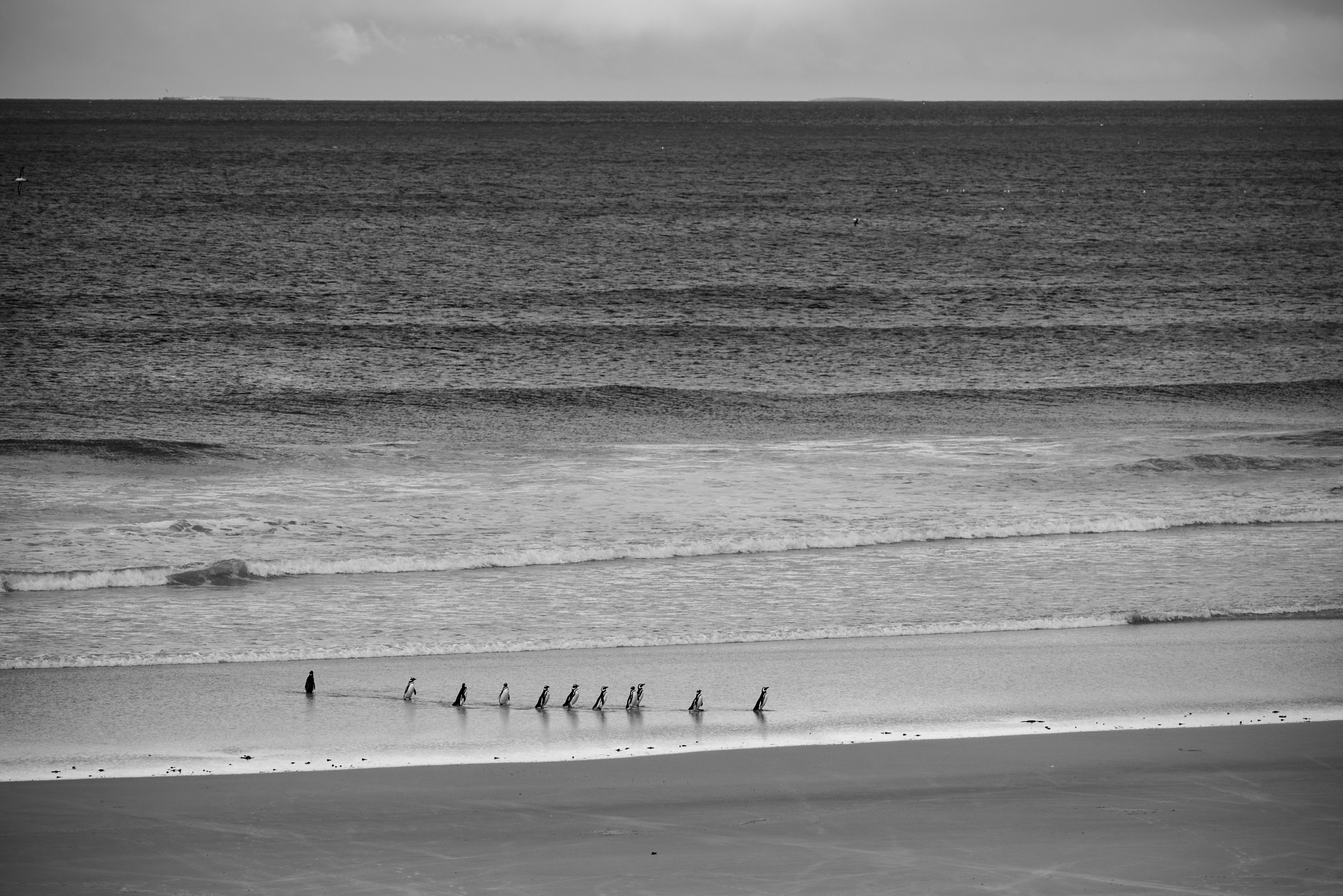 a group of birds standing on top of a beach next to the ocean