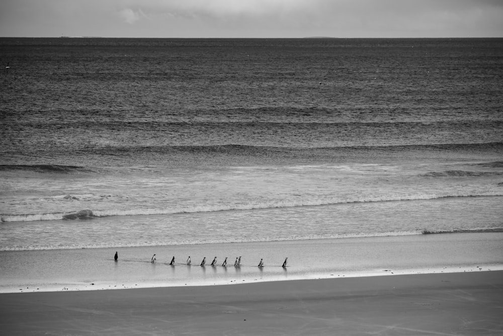 a group of birds standing on top of a beach next to the ocean