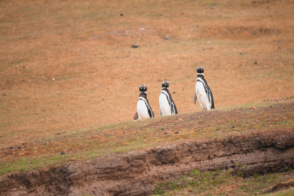 three penguins are standing on a grassy hill