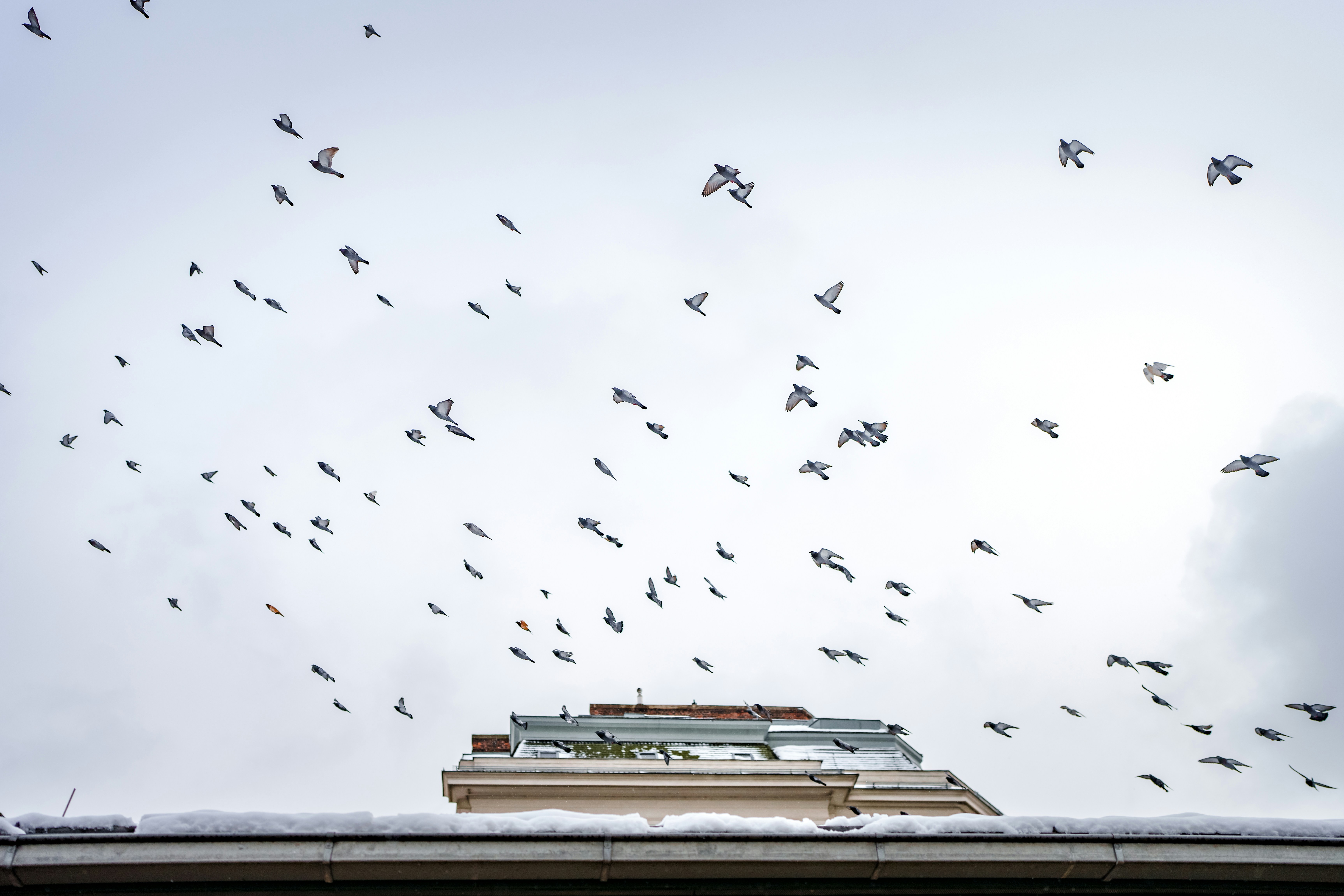 a flock of birds flying over a building