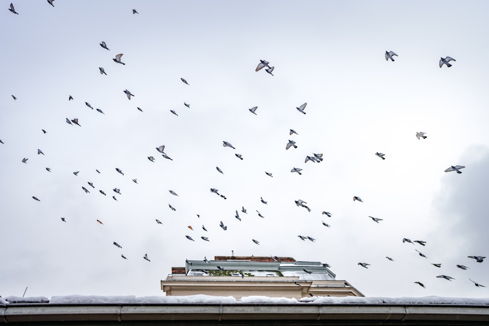 a flock of birds flying over a building