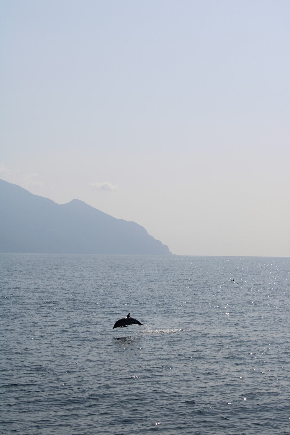 a bird flying over a body of water