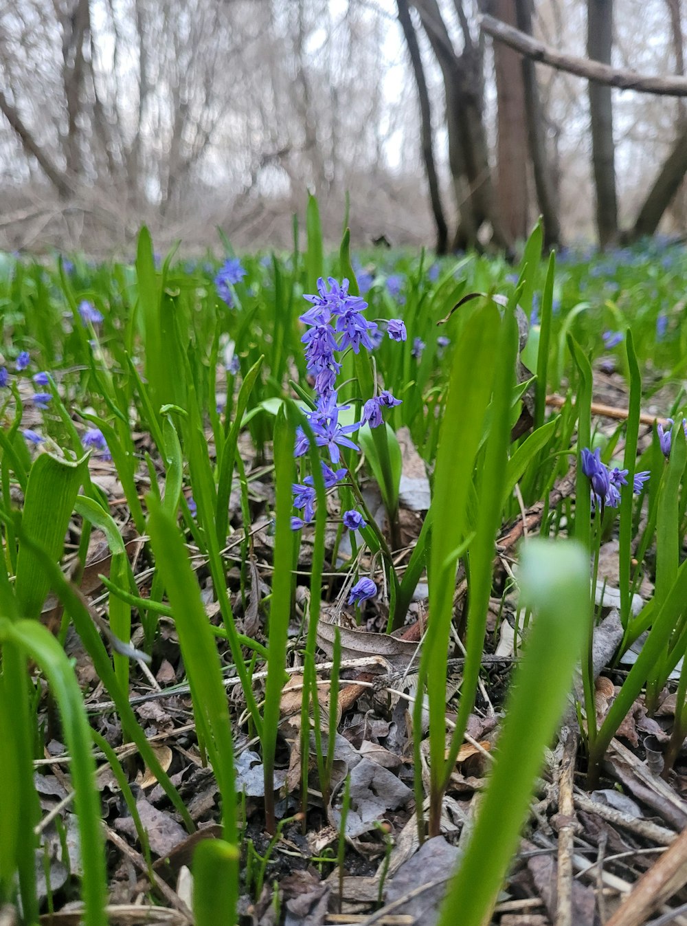 a bunch of blue flowers that are in the grass