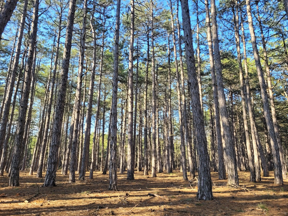 a forest filled with lots of tall pine trees