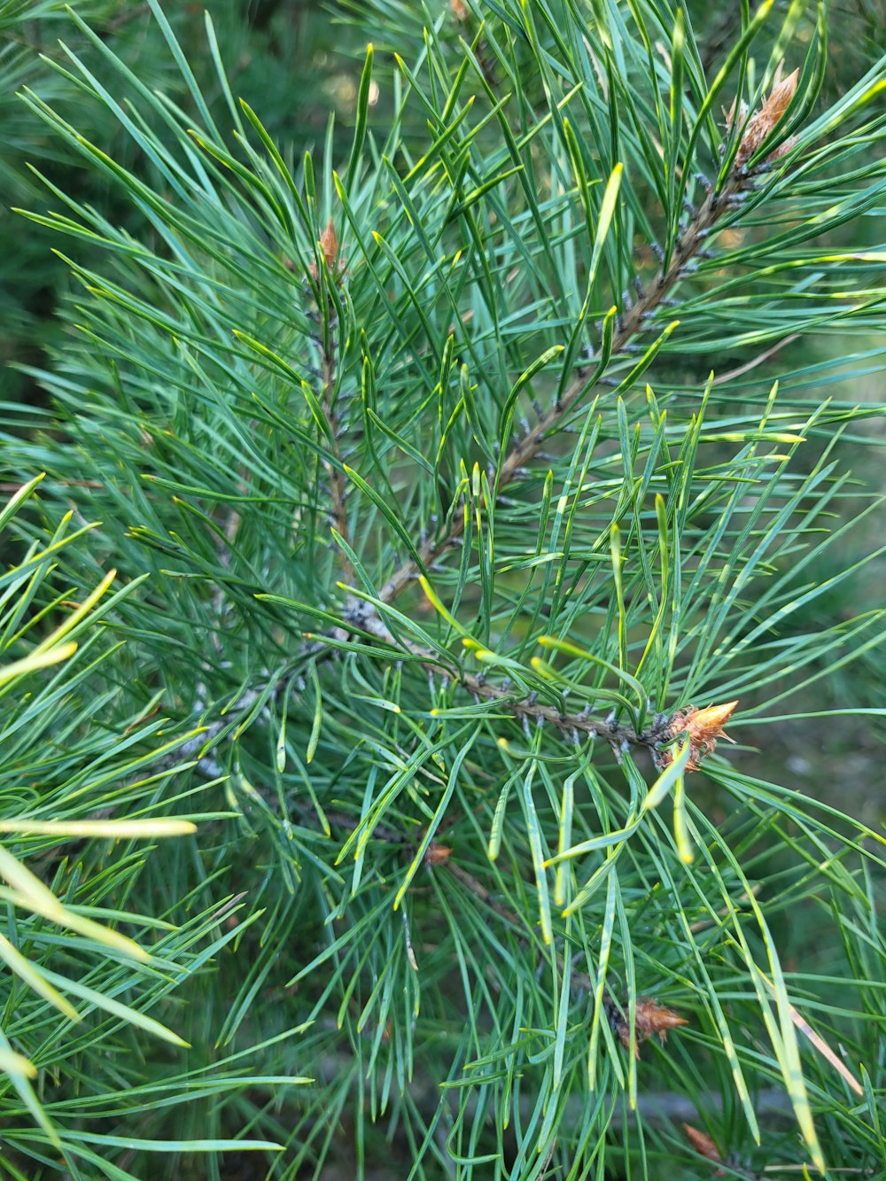 a close up of a pine tree branch