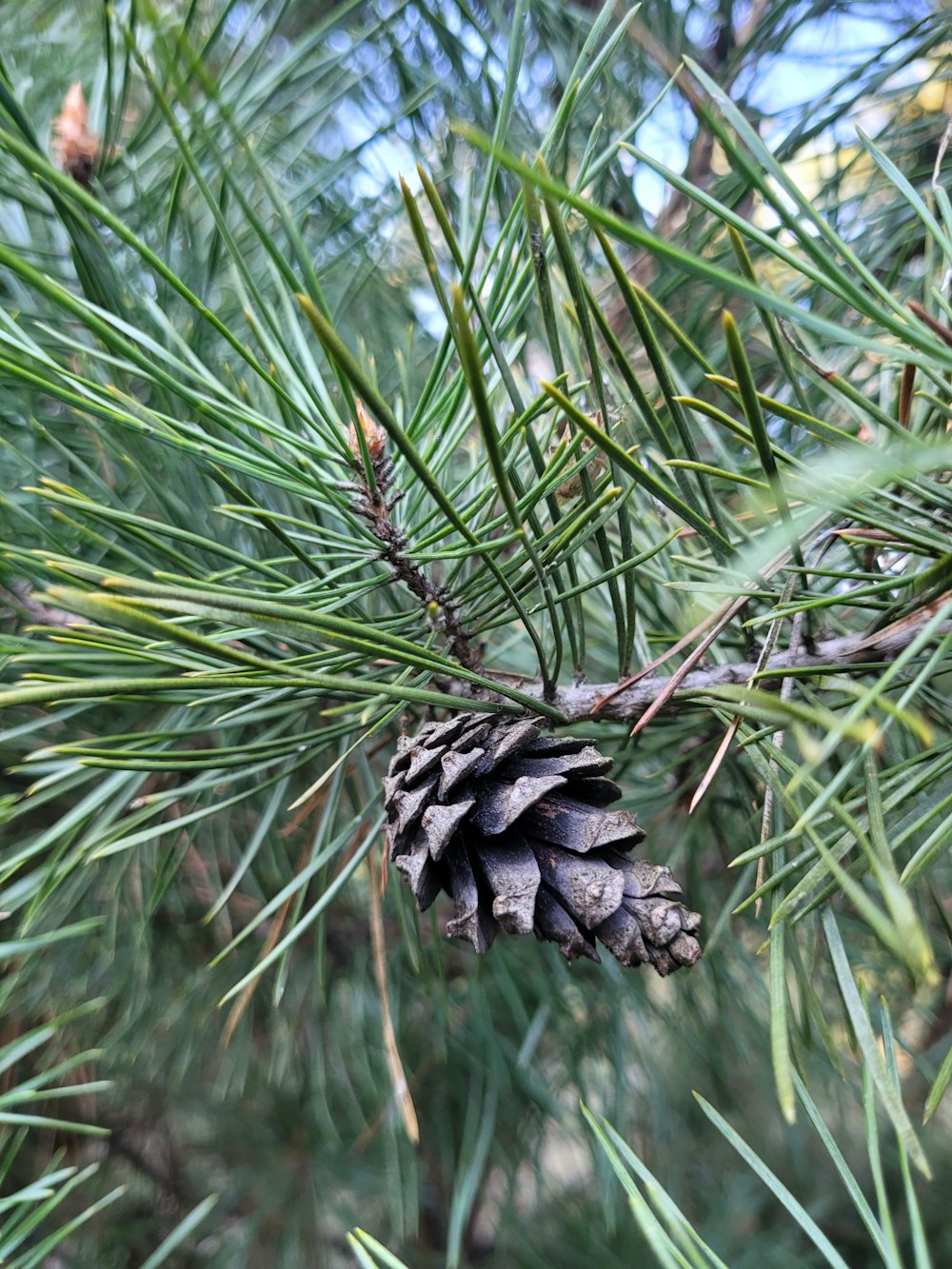 a pine cone hanging from a pine tree