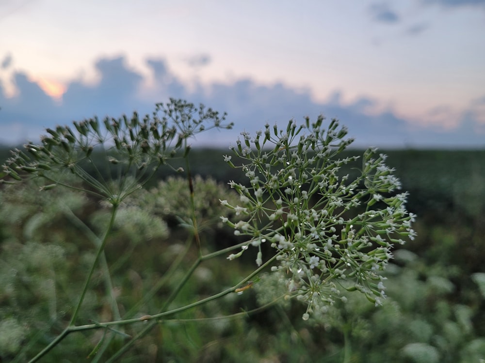 a close up of a plant in a field