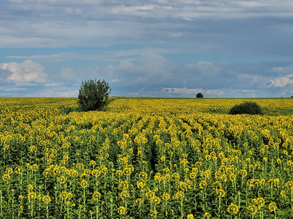 a field of sunflowers under a cloudy sky