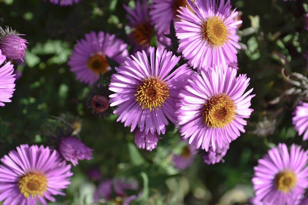 a bunch of purple flowers with yellow centers