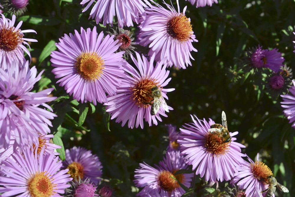 a group of purple flowers with a bee on one of them