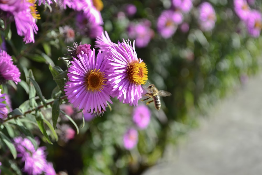 una abeja en una flor púrpura en un jardín