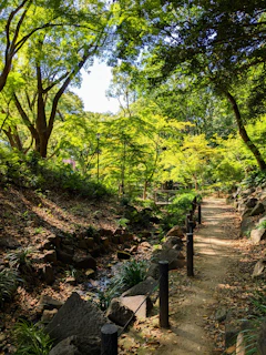 A peaceful trail in the woods where Soizic Z finds inspiration for her blog 'Mes Sentiers'.