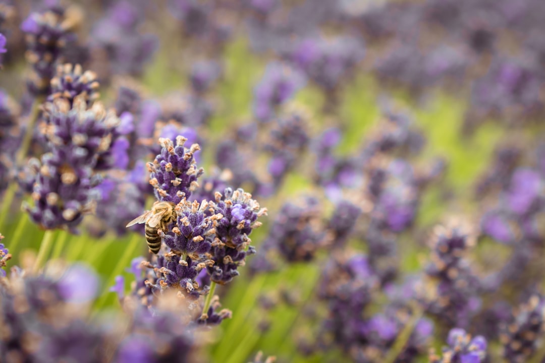 lavender relaxation