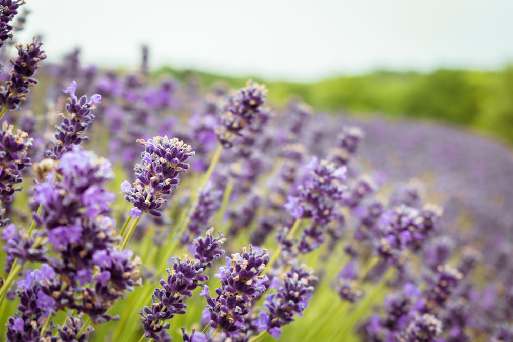 Un campo di fiori di lavanda con uno sfondo del cielo